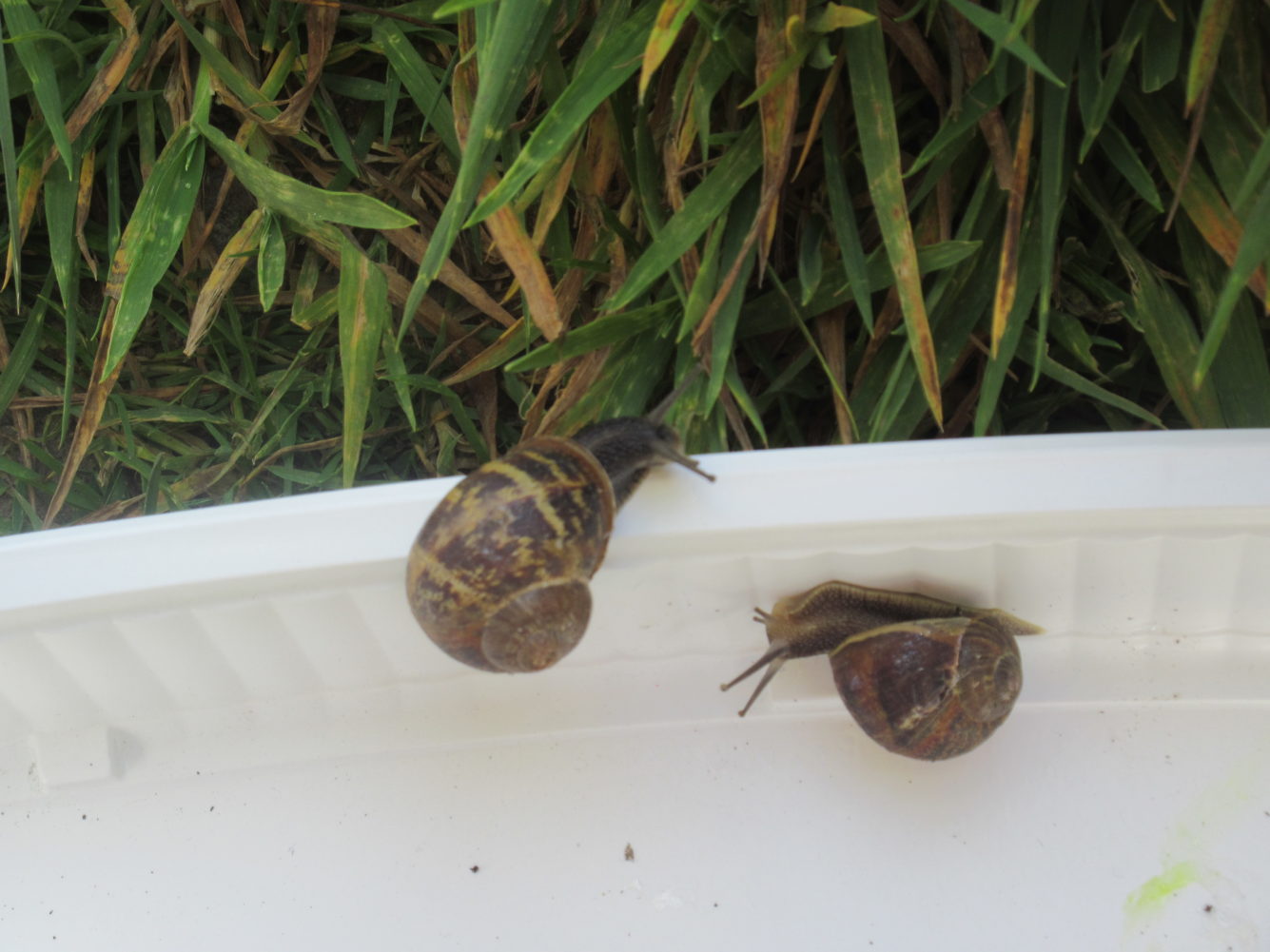 Les escargots de la classe de petite et moyenne sections